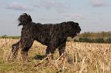 BOUVIER DES FLANDRES 234